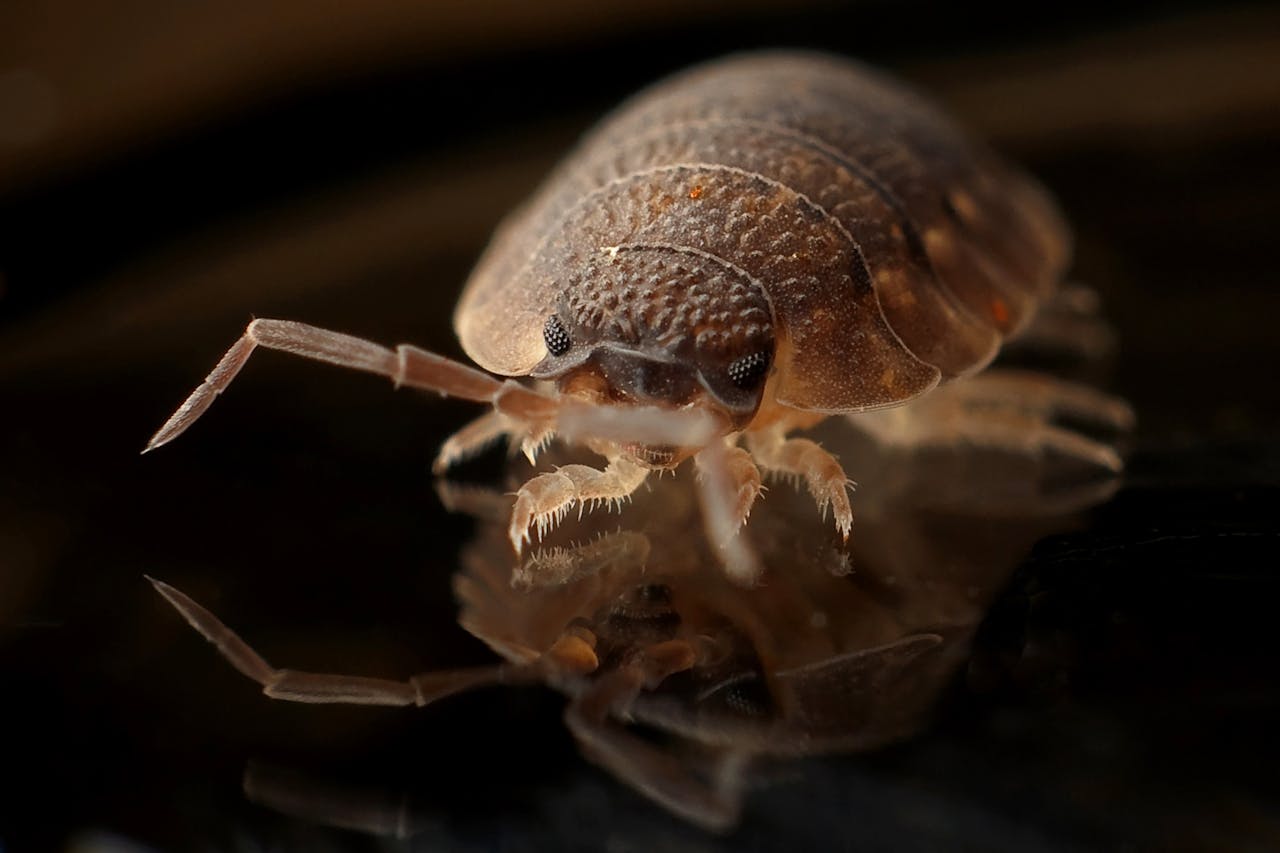 Detailed macro image of a bed bug reflecting on a surface, showcasing the insects texture.