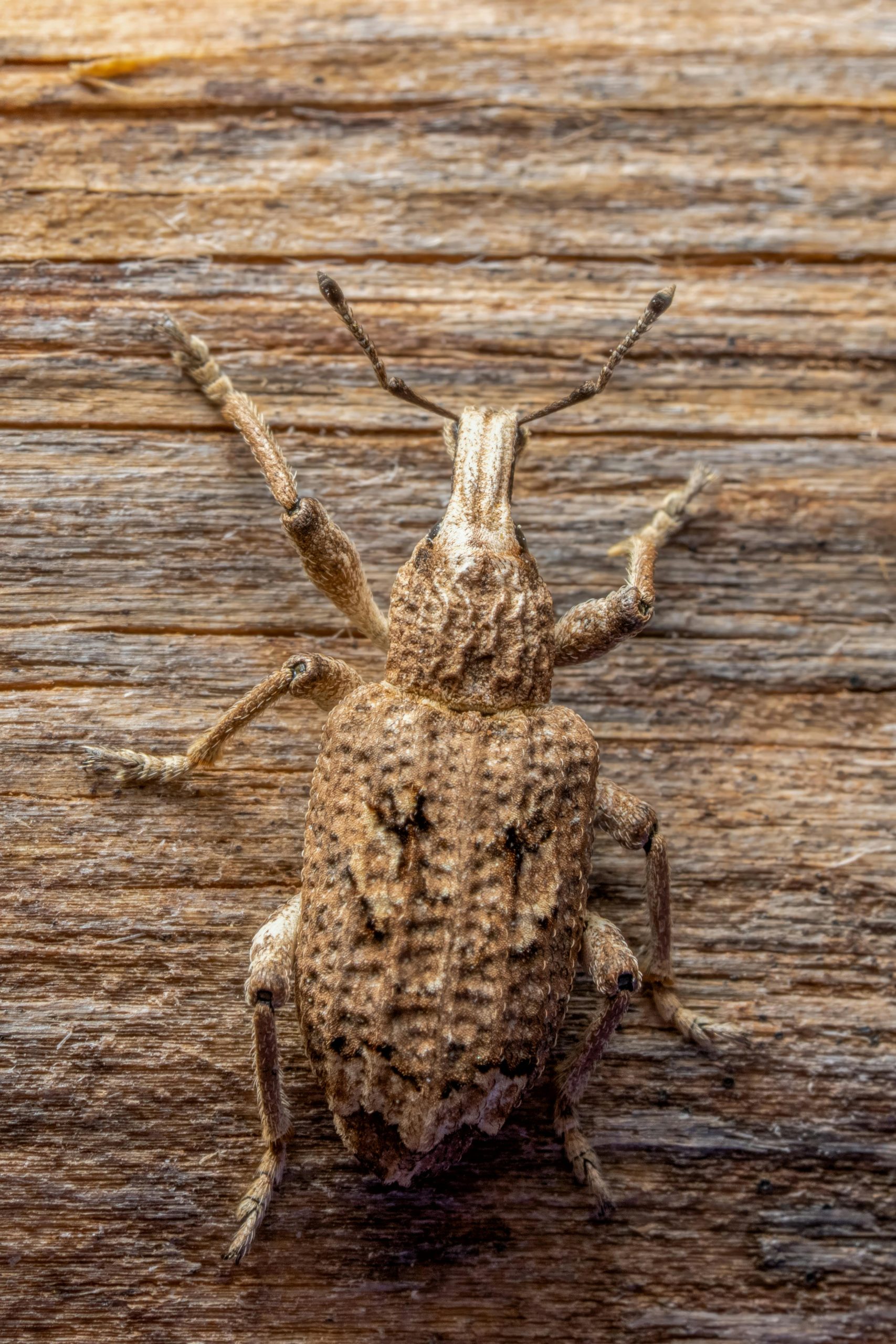 Detailed macro image of a brown weevil on a textured wooden background, highlighting its camouflage.